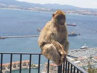 Tagesausflug nach Gibraltar (30)