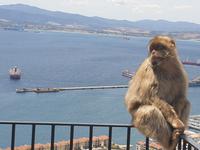 Tagesausflug nach Gibraltar (31)