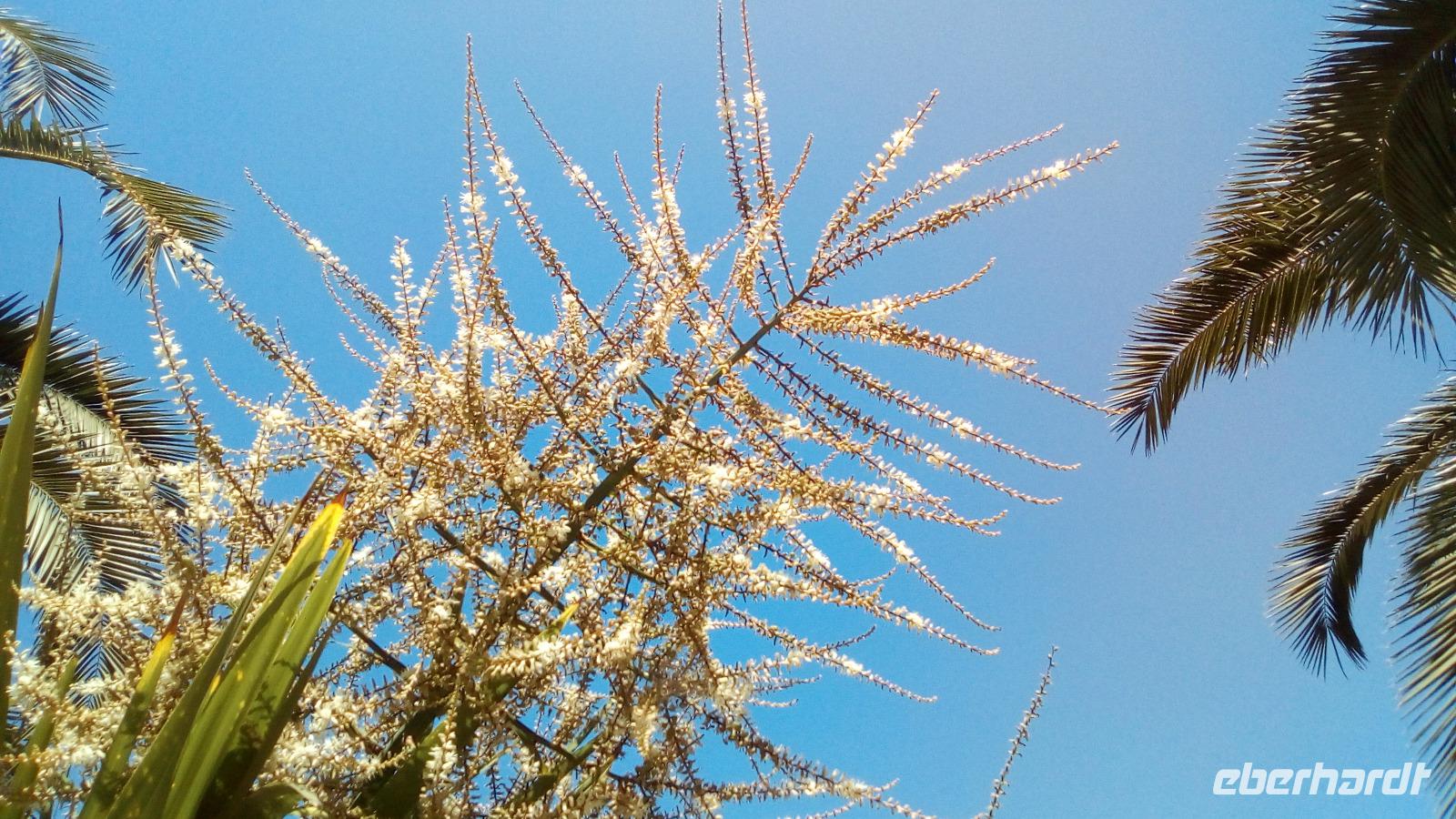 Parque Forestal in Málaga