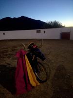 Wer nimmt es mit unserem Stier auf?