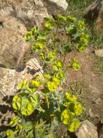 Vielfältige Vegetation im El Torcal
