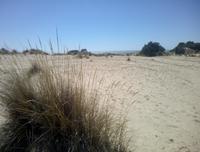 Dünenlandschaft im Nationalpark Coto de Doñana