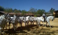Auf dem Karthäuser-Gestüt in Jerez