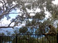 Berbermakaken in Gibraltar