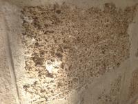 Muschelkalkstein in Cádiz