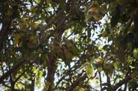 Wer findet die Papageien? 