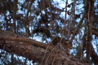 Ardilla malagueña - Eichhörnchen aus Málaga
