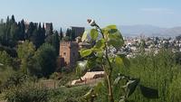 Generalife Alhambra Granada 