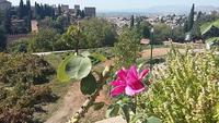 Generalife Alhambra Granada 