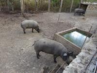 Sierra de Aracena (4)