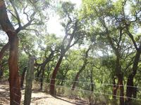 Sierra de Aracena (25)