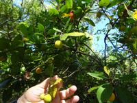 Sierra de Aracena (27)