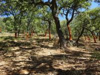 Sierra de Aracena (30)