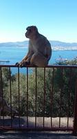 Gibraltar und die Affen