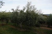 Der Olivenbaum trägt