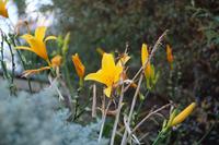 Im Garten der Casa Don Bosco 