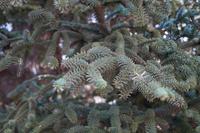 Pinsapo (die in der Sierra de Grazalema heimische Igeltanne) 