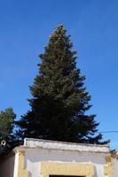 Pinsapo (die in der Sierra de Grazalema heimische Igeltanne) 