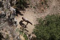 maultier aus der Vogelperspektive 