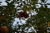 Geplatzer Granatapfel, Ronda 