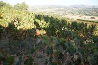 Finca Los Frutales, Joaquín Fernández, Weinstöcke 