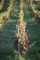 Finca Los Frutales, Joaquín Fernández, Weinstöcke 