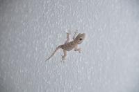 Gecko
