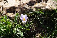 Herbstzeitlose im Torcal