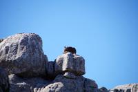 Lässt sich von uns nicht stören: Capra pyrenaica hispanica - der Iberiensteinbock