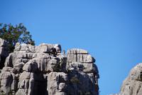 Auf diesem Bild ist mehr als nur ein Tier zu sehen. 