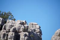 drei Iberiensteinböcke