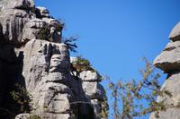 Lecker Steineichenlaub