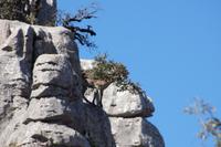 Erstaunlich, wie die sich mit den Hufen auf dem Fels halten können.