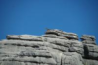 In weiter Ferne noch mal ein Steinbock