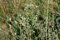 Spritz- oder Eselsgurken