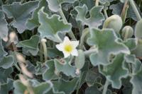 Spritz- oder Eselsgurken