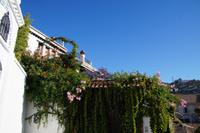 Blumen und im Hintergrund San Miguel Alto