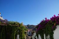 Blumen und im Hintergrund San Miguel Alto