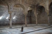 Bañuelo mit liebesbedürftiger Katze 