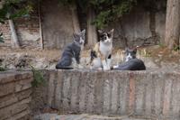 Junge Katzen im Garten des Cuarto Real de Santo Domingo