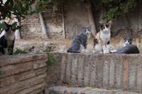 Junge Katzen im Garten des Cuarto Real de Santo Domingo