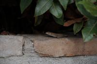 Welchen Eid hat diese Echse geschworen? 