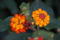 Blumen mit Insekt beim Teatro de la Infanta Leonor, Jaén