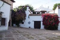 Üppige Blumepracht, Plätzchen in Córdoba 