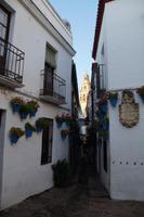 Blumengasse mit Kathedralturm 