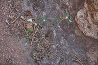 Kräutchen am Straßenrand der Römerstraße 