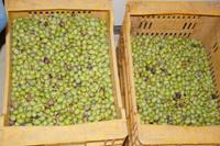 Oliven, die auf ihre Verarbeitung zu Öl warten