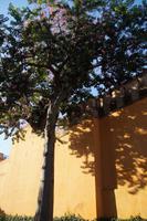 Blühender Kapok im Alcázar von Sevilla