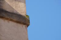 Halsbandsittich - aus den andalusischen Städten kaum noch wegzudenken 