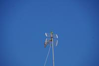 Halsbandsittich - aus den andalusischen Städten kaum noch wegzudenken 